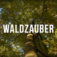 Video zum Waldzauber-Konzert am 17. Juni 2022